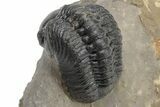 Detailed Reedops Trilobite - Aatchana, Morocco #225355-4